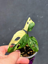 Variegated Monstera Adansonii Albo - Swiss Cheese Plant - (May-29-87)