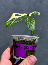 Variegated Monstera Adansonii Albo - Swiss Cheese Plant - (May-29-87)