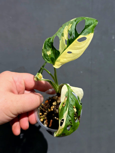Variegated Monstera Adansonii Albo - Swiss Cheese Plant - (May-29-86)