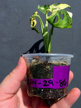 Variegated Monstera Adansonii Albo - Swiss Cheese Plant - (May-29-86)