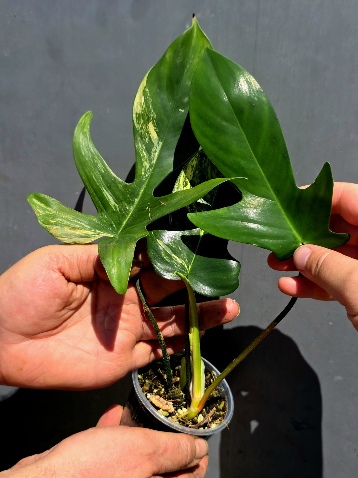 Variegated Philodendron Florida Beauty – Exact Plant –  (May-29-89)