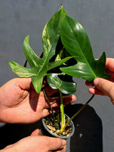 Variegated Philodendron Florida Beauty – Exact Plant –  (May-29-89)