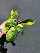 Variegated Philodendron Florida Beauty – Exact Plant –  (May-29-90)