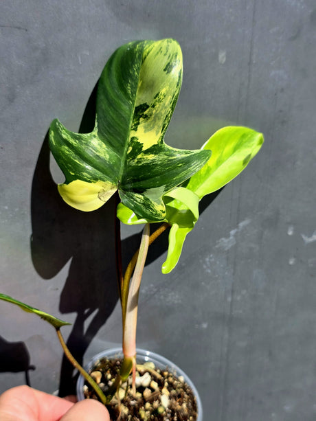 Variegated Philodendron Florida Beauty – Exact Plant –  (May-29-90)