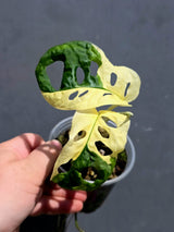 Variegated Monstera Adansonii Albo - Swiss Cheese Plant - (May-29-88)