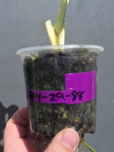 Variegated Monstera Adansonii Albo - Swiss Cheese Plant - (May-29-88)