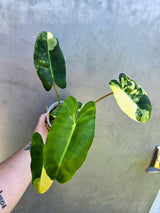 Variegated Burle Marx Philodendron - Rare EXACT Plant - (May-29-10)