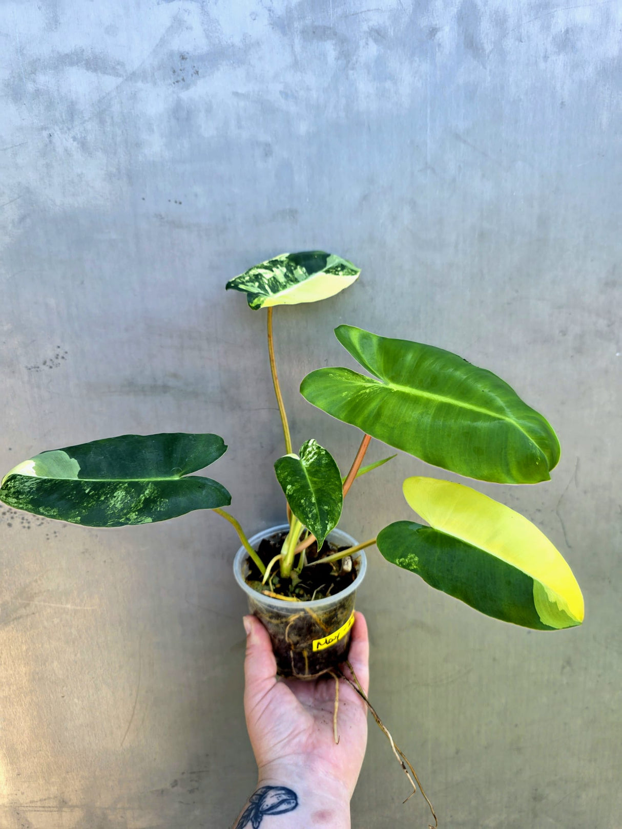 Variegated Burle Marx Philodendron - Rare EXACT Plant - (May-29-10)