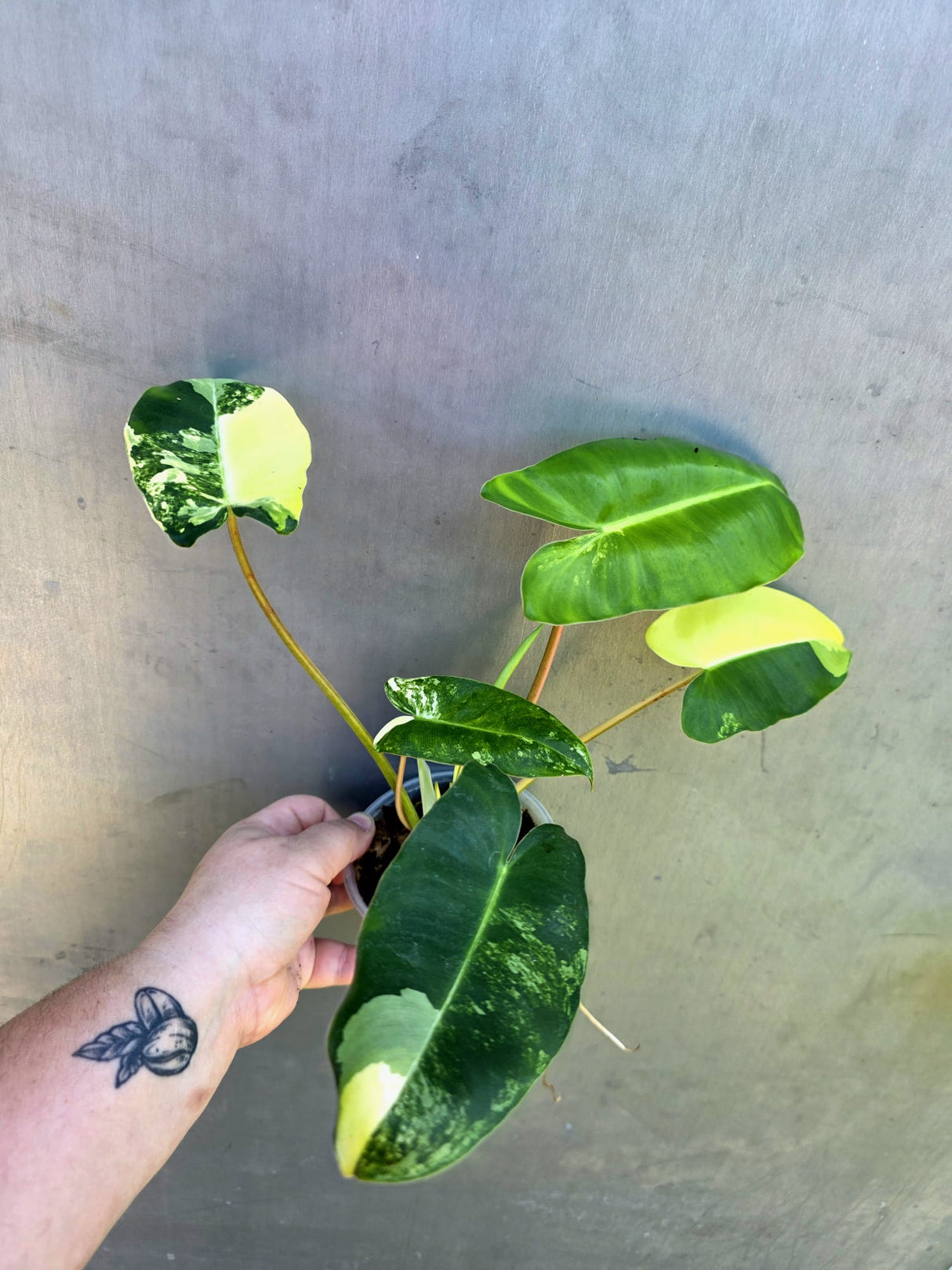 Variegated Burle Marx Philodendron - Rare EXACT Plant - (May-29-10)