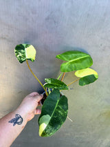 Variegated Burle Marx Philodendron - Rare EXACT Plant - (May-29-10)
