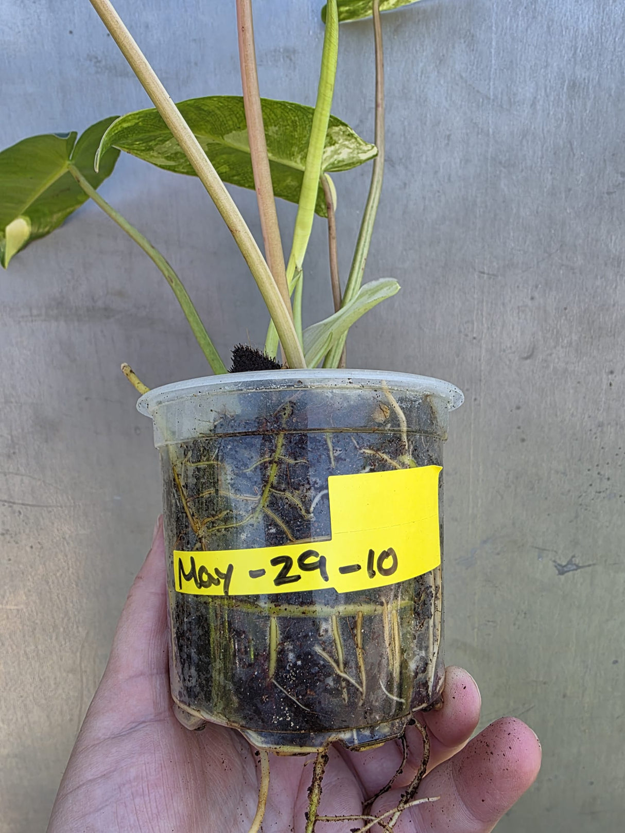 Variegated Burle Marx Philodendron - Rare EXACT Plant - (May-29-10)