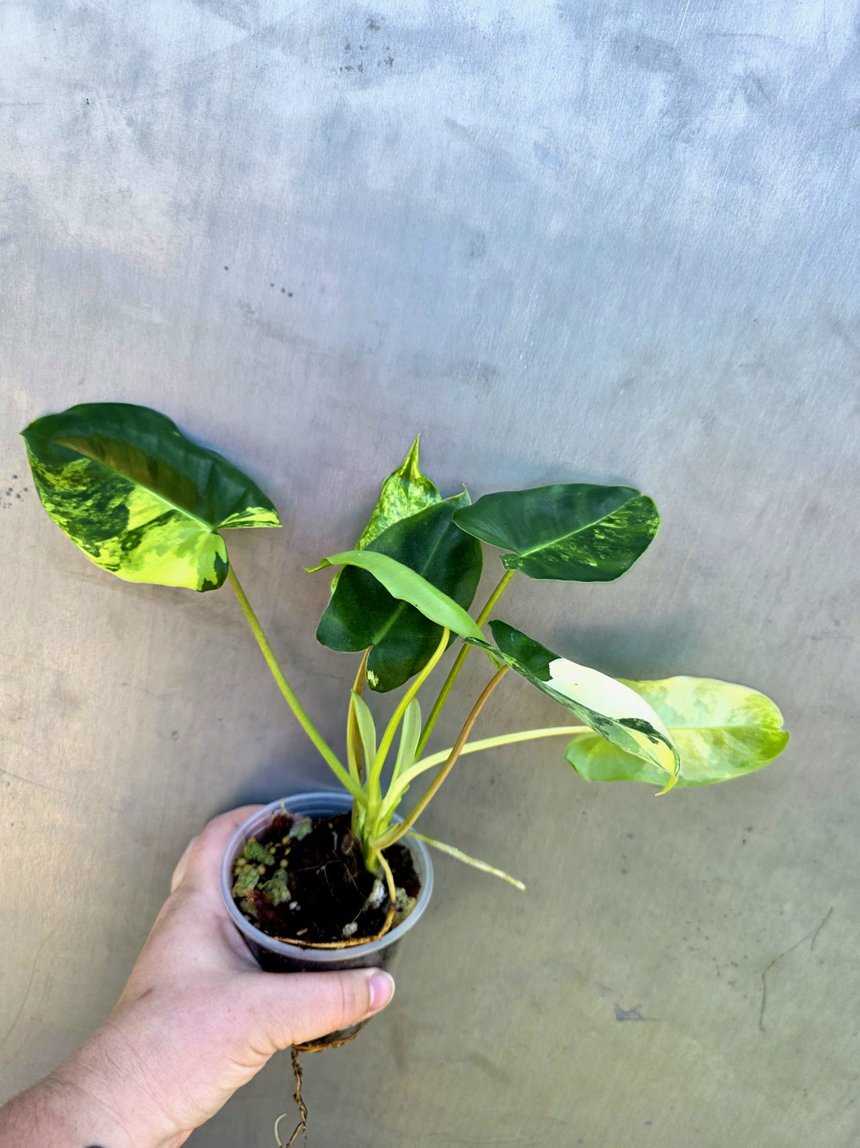 Variegated Burle Marx Philodendron - Rare EXACT Plant - (May-29-11)