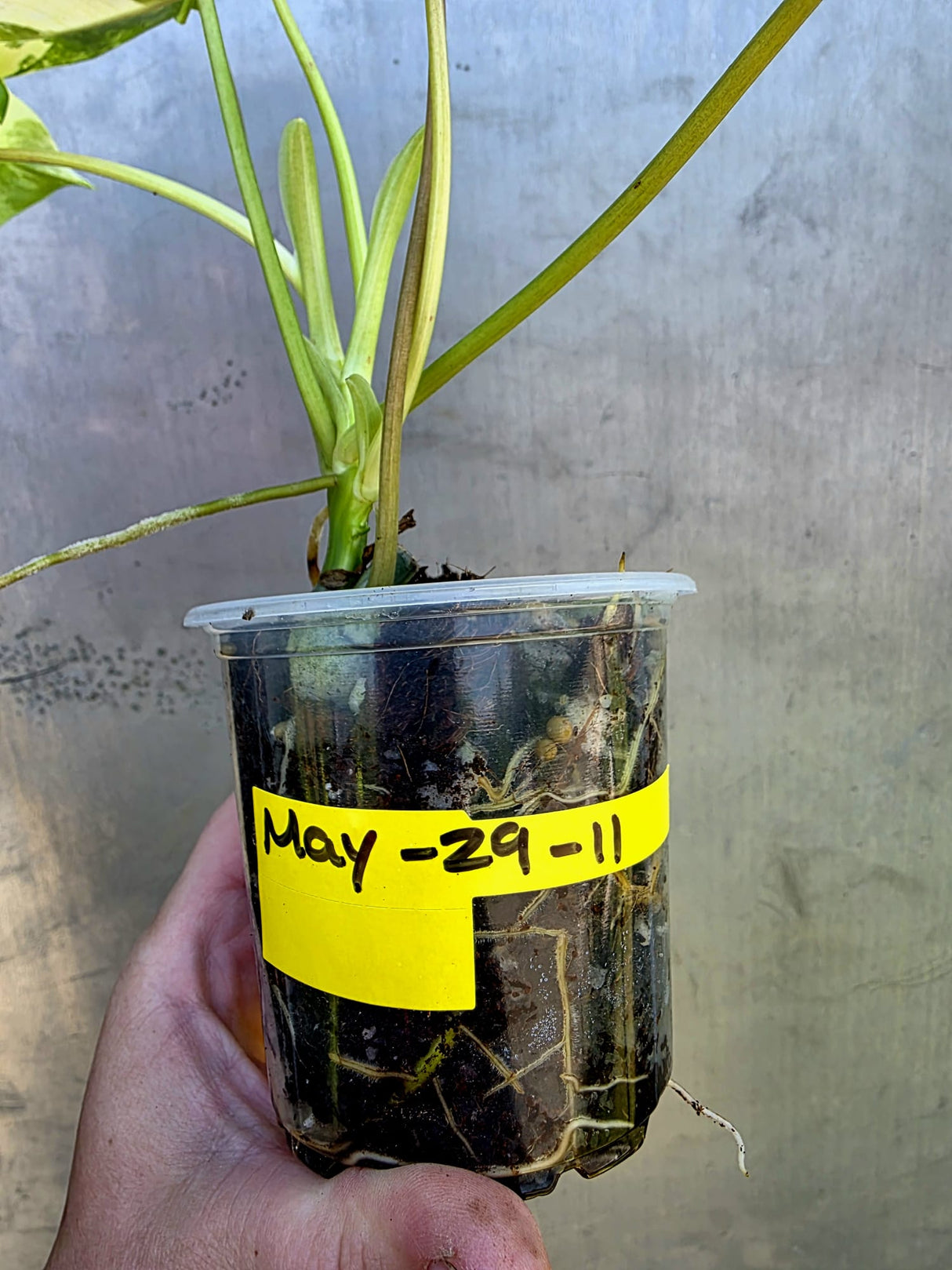 Variegated Burle Marx Philodendron - Rare EXACT Plant - (May-29-11)