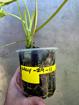 Variegated Burle Marx Philodendron - Rare EXACT Plant - (May-29-11)