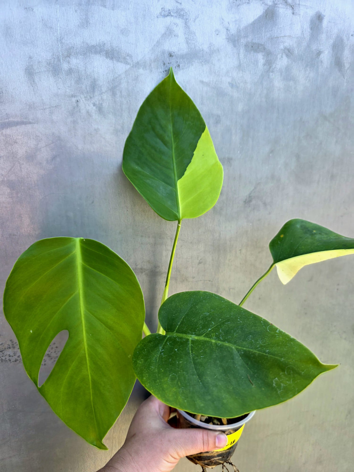 Monstera Aurea Variegated Borsigiana - Rare EXACT Plant - (May-29-12)