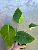 Monstera Aurea Variegated Borsigiana - Rare EXACT Plant - (May-29-12)