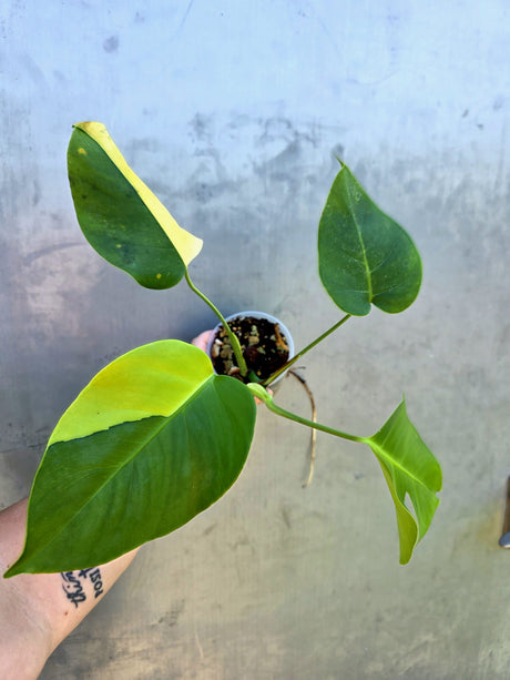 Monstera Aurea Variegated Borsigiana - Rare EXACT Plant - (May-29-12)