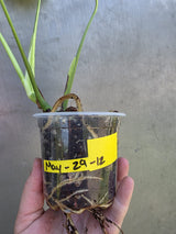Monstera Aurea Variegated Borsigiana - Rare EXACT Plant - (May-29-12)