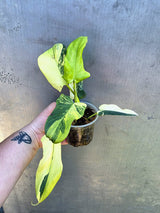 Variegated Philodendron Bipennifolium - Rare Exact Plant - (May-29-15)