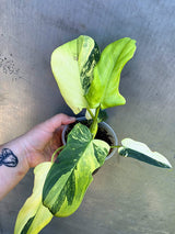 Variegated Philodendron Bipennifolium - Rare Exact Plant - (May-29-15)