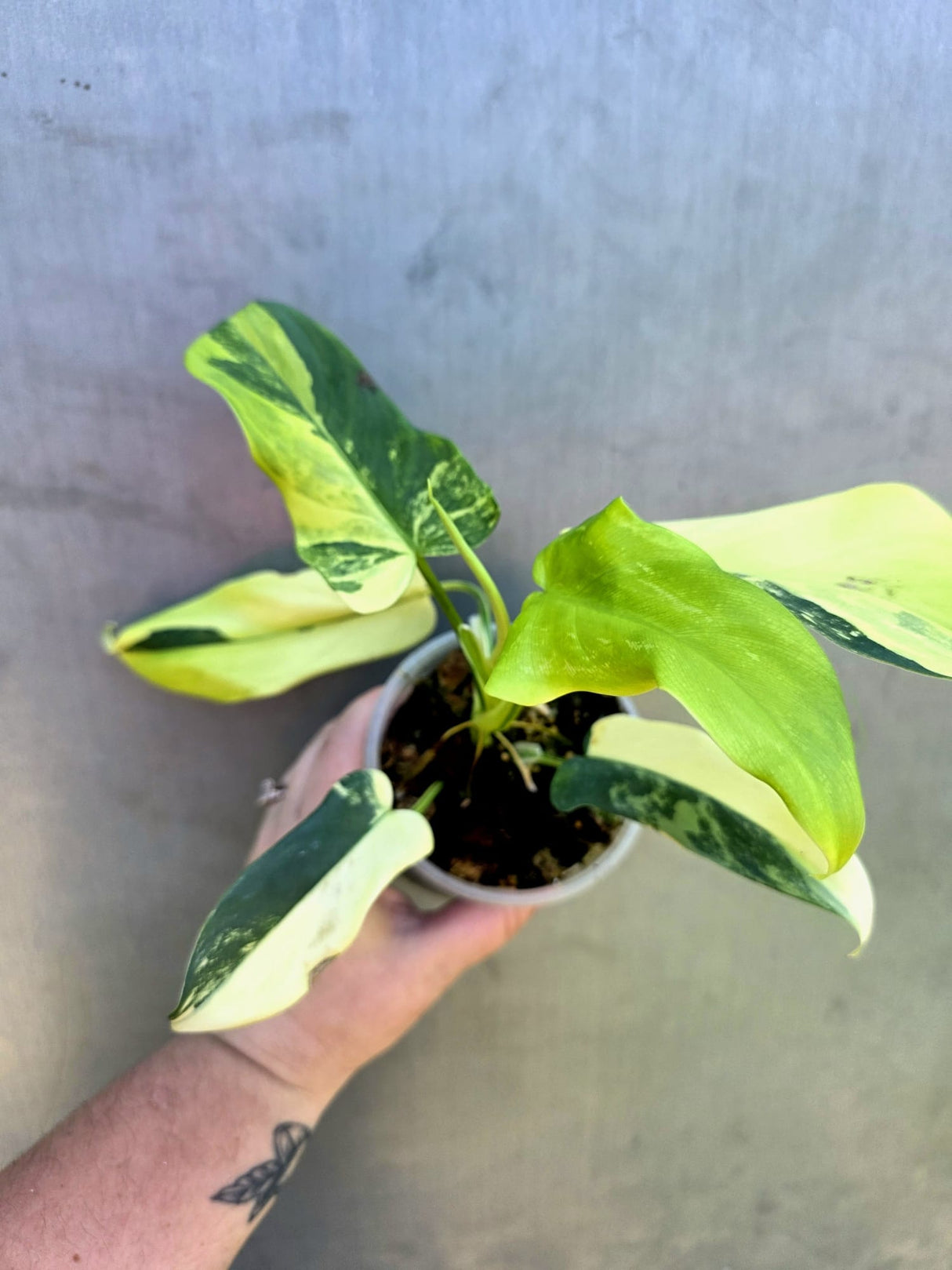 Variegated Philodendron Bipennifolium - Rare Exact Plant - (May-29-15)