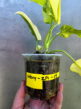 Variegated Philodendron Bipennifolium - Rare Exact Plant - (May-29-15)