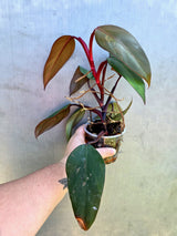 Reverted  Philodendron Strawberry Shake - Exact Plant - (May-29-18)