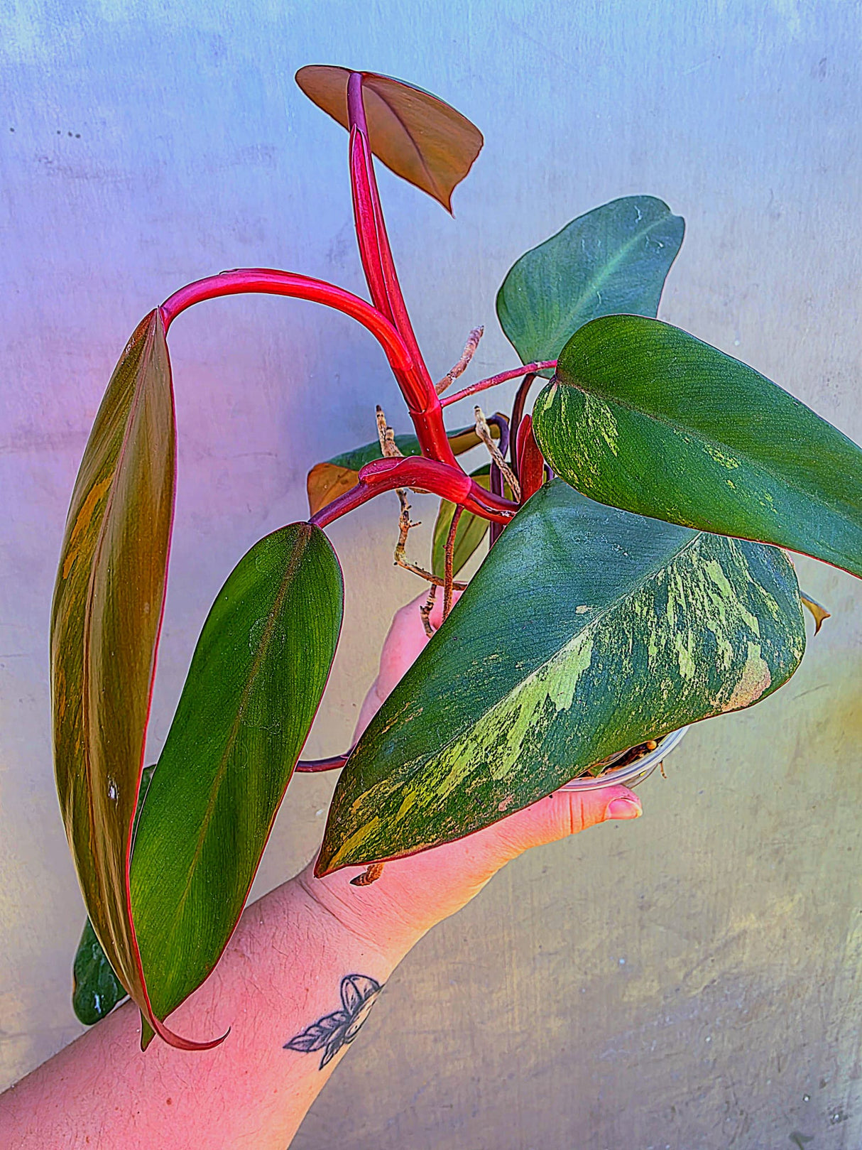 Reverted  Philodendron Strawberry Shake - Exact Plant - (May-29-18)
