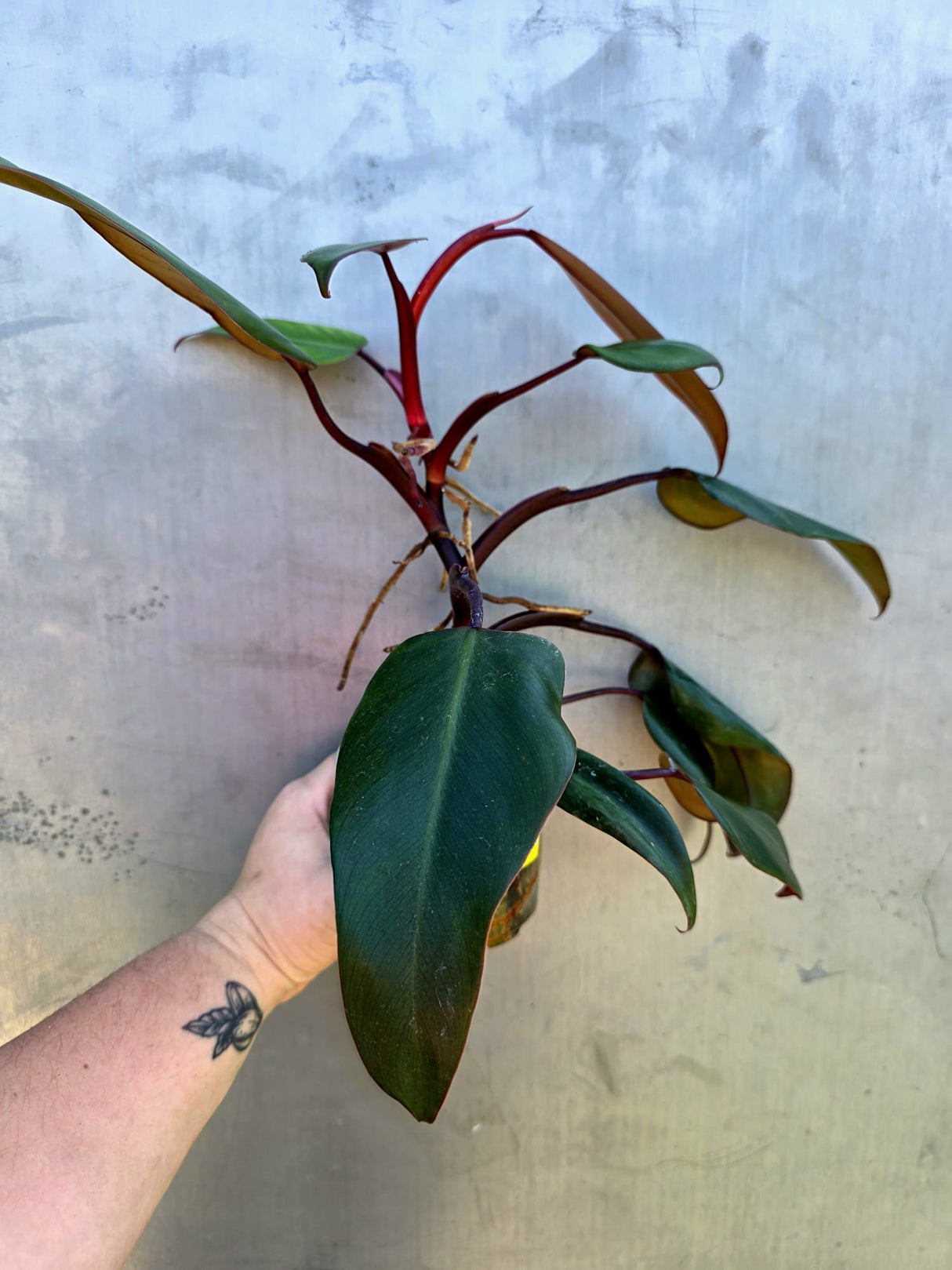 Reverted  Philodendron Strawberry Shake - Exact Plant - (May-29-17)