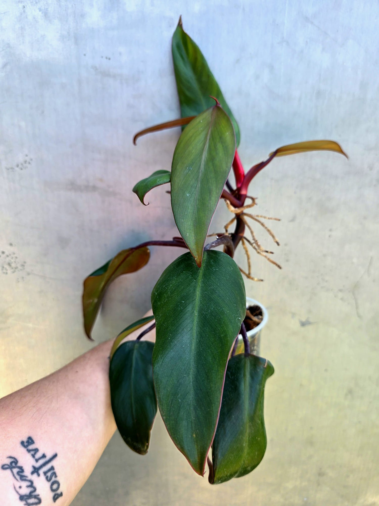 Reverted  Philodendron Strawberry Shake - Exact Plant - (May-29-17)