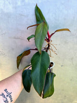Reverted  Philodendron Strawberry Shake - Exact Plant - (May-29-17)