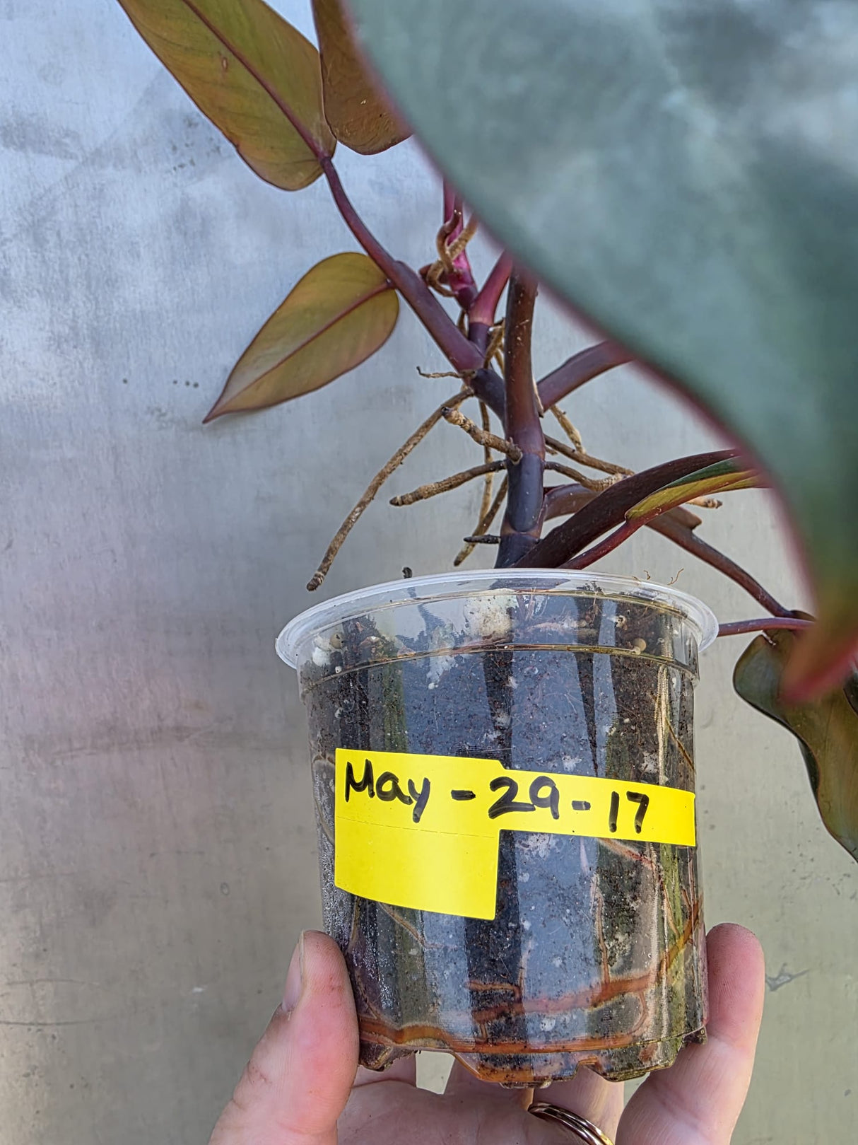 Reverted  Philodendron Strawberry Shake - Exact Plant - (May-29-17)