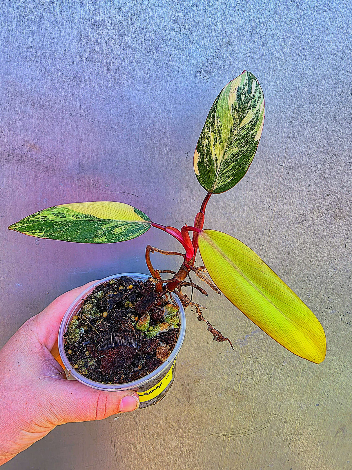 Variegated Philodendron Strawberry Shake - Exact Plant - (May-29-19)