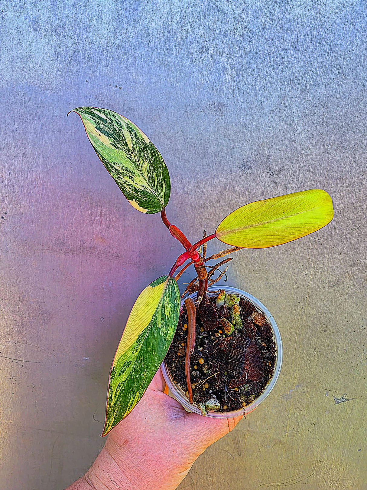 Variegated Philodendron Strawberry Shake - Exact Plant - (May-29-19)