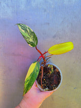 Variegated Philodendron Strawberry Shake - Exact Plant - (May-29-19)
