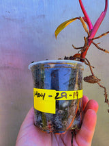 Variegated Philodendron Strawberry Shake - Exact Plant - (May-29-19)