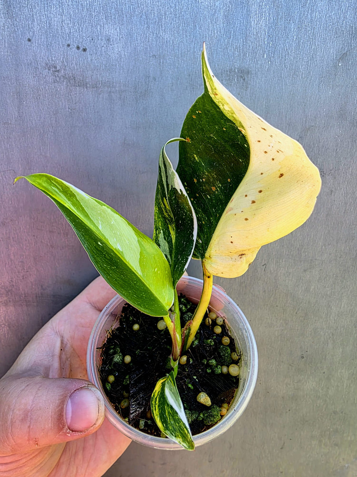 Variegated Philodendron White Princess Tricolor - Rare Exact Plant - (May-29-35)