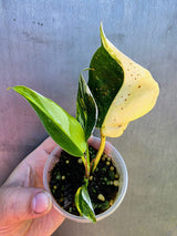 Variegated Philodendron White Princess Tricolor - Rare Exact Plant - (May-29-35)