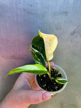 Variegated Philodendron White Princess Tricolor - Rare Exact Plant - (May-29-35)
