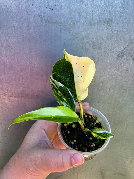 Variegated Philodendron White Princess Tricolor - Rare Exact Plant - (May-29-35)