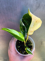 Variegated Philodendron White Princess Tricolor - Rare Exact Plant - (May-29-35)