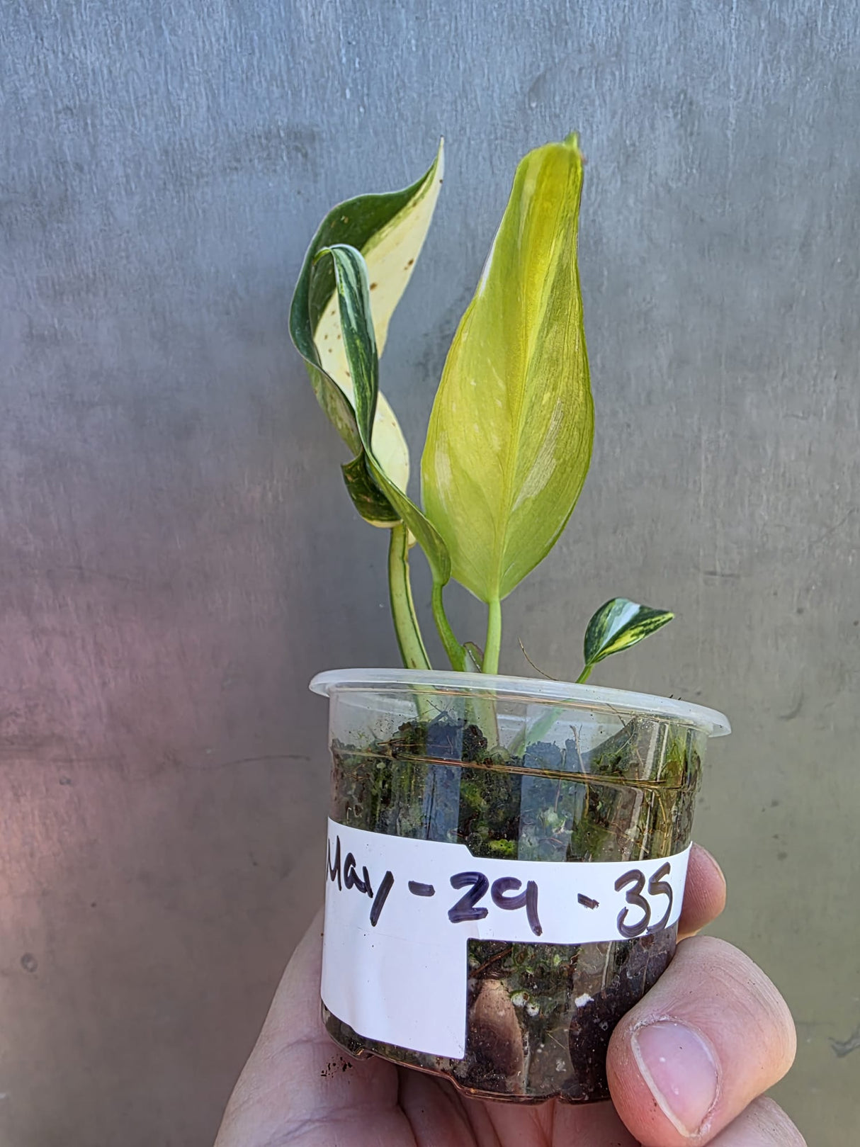 Variegated Philodendron White Princess Tricolor - Rare Exact Plant - (May-29-35)