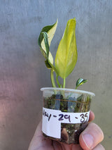 Variegated Philodendron White Princess Tricolor - Rare Exact Plant - (May-29-35)