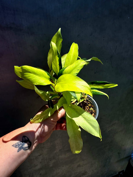 Variegated Philodendron Thai Sunrise - EXACT Plant - (May-29-40)