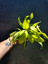 Variegated Philodendron Thai Sunrise - EXACT Plant - (May-29-40)