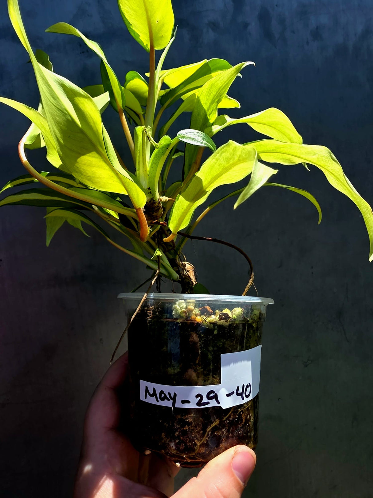 Variegated Philodendron Thai Sunrise - EXACT Plant - (May-29-40)