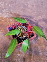 Reverted Philodendron Strawberry Shake - Live Exact Plant - (May-29-46-H)