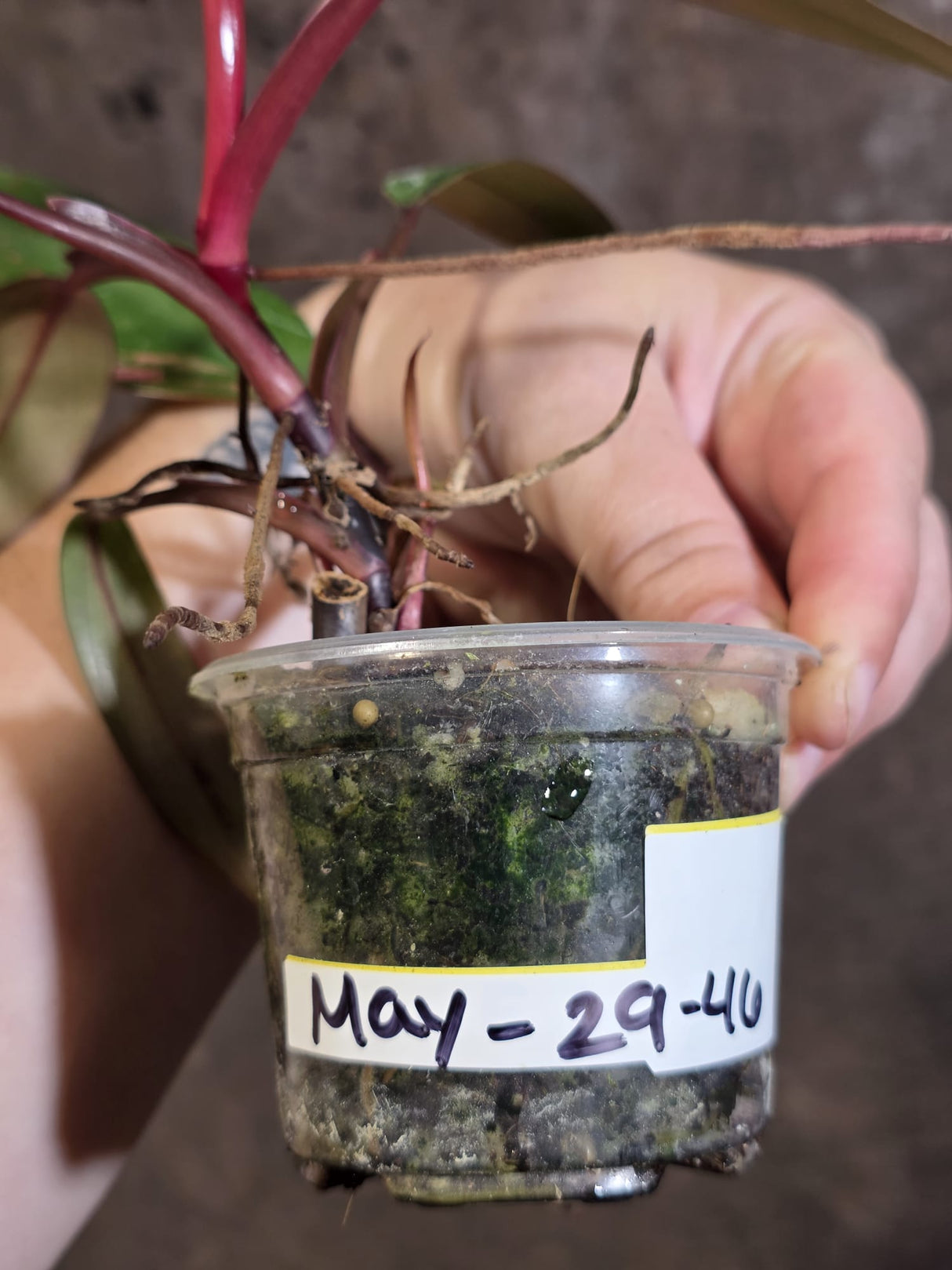 Reverted Philodendron Strawberry Shake - Live Exact Plant - (May-29-46-H)