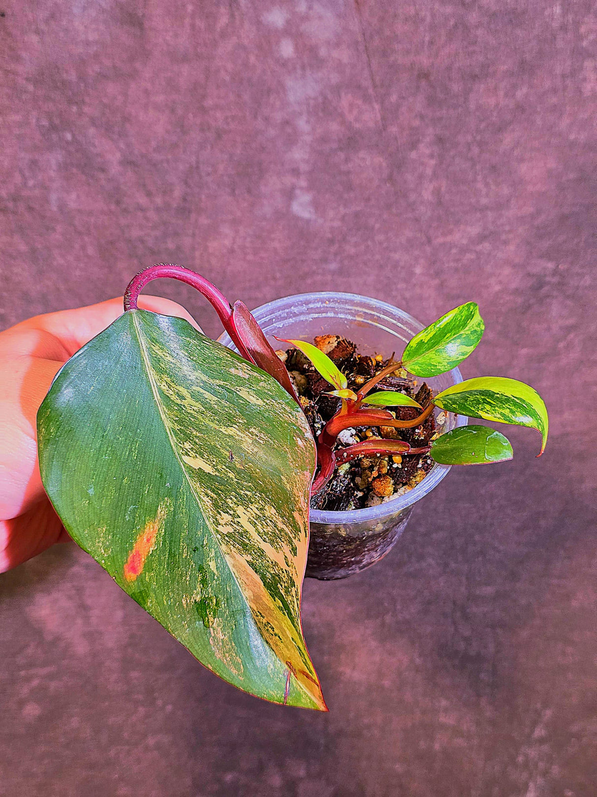 Variegated Philodendron Strawberry Shake - Live Exact Plant - (May-29-47)