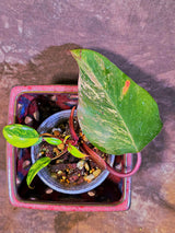 Variegated Philodendron Strawberry Shake - Live Exact Plant - (May-29-47)